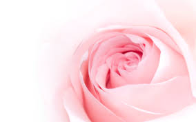 pink rose