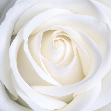 white_roses_picture